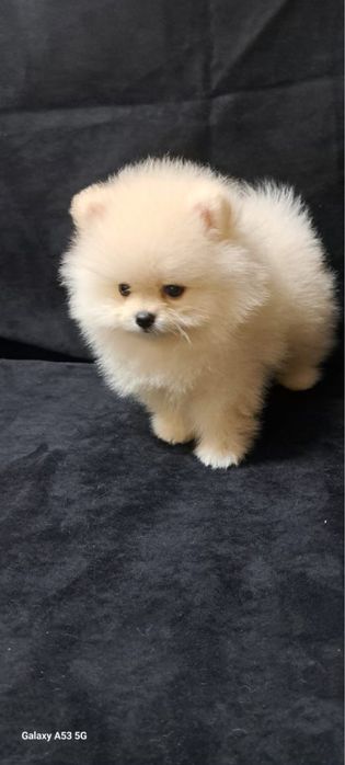 Продается щенок шпица