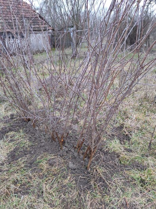 Pomi fructiferi; Pruni D'gen și Vânat Romanesc