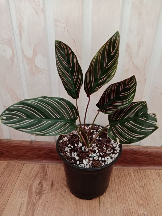 В продаже комнатные цветы