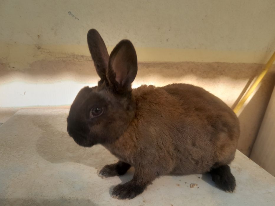 Quyon bolasi 3 oylik