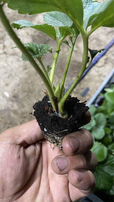 Клубника Мурано рассада