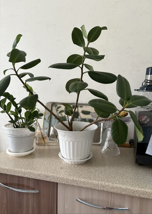 Домашние растение