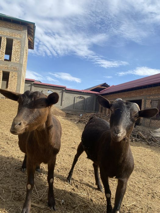 Зотли эчки мурсияна