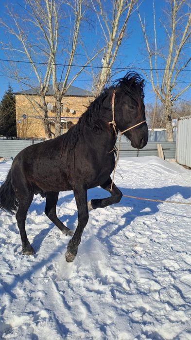 Продается жеребец