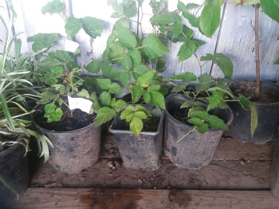 Къпина  - Гигантска и сладка  - Налични 7 сорта Разсад