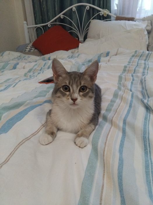 Отдам котёнка в хорошие руки.
