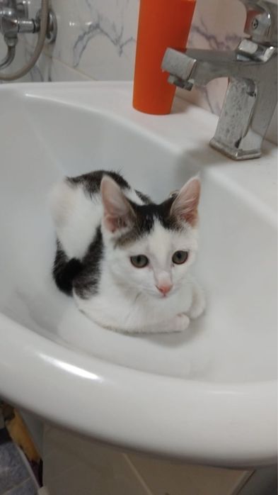 Котенок, отдам в добрые руки