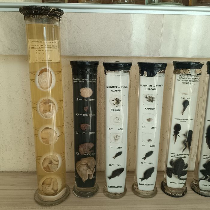 Консервирани Препарирани влечуги животни и в стъкленица