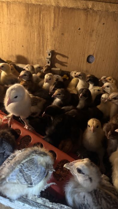 Цыплята и куры в продаже