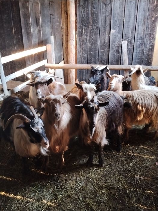 Capre de vânzare  preț 650 .bucata