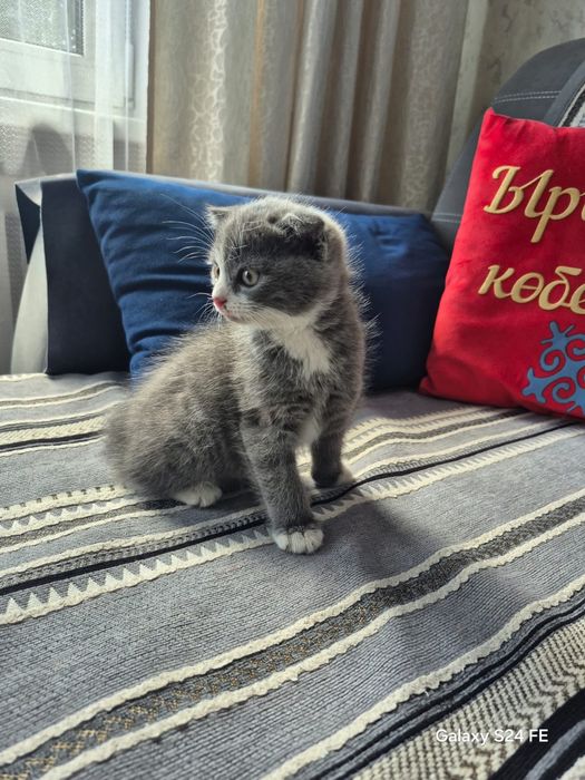 Продам котенка в добрые руки