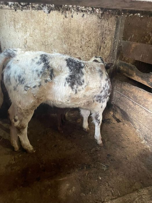 Vand  vitica belgiana