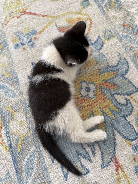 Котенок ищет себе семью