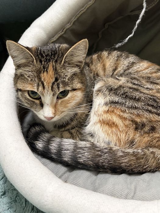 Кошка в добрые руки