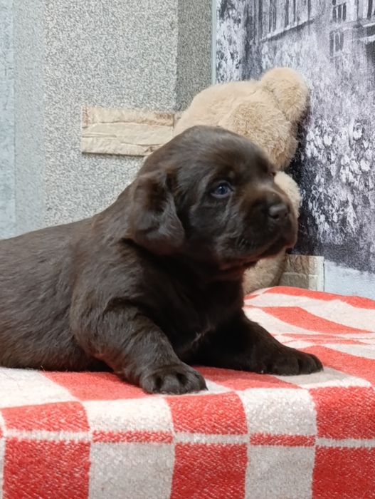 Щенки лабрадора ретривер