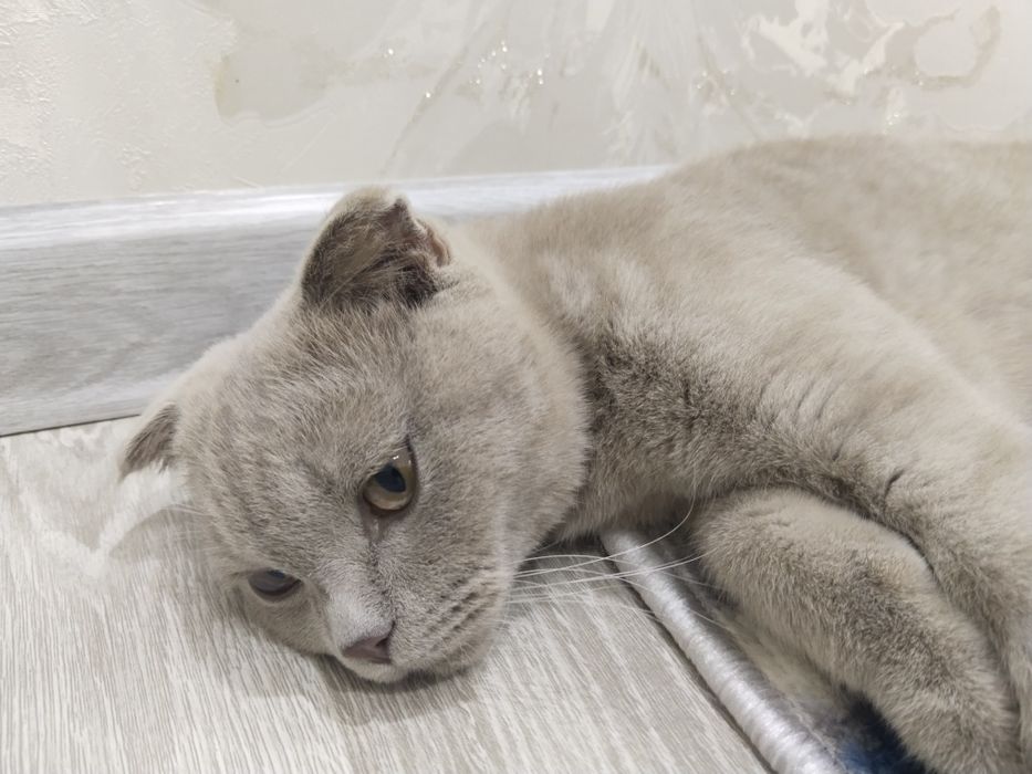 Skotish fold mushugi