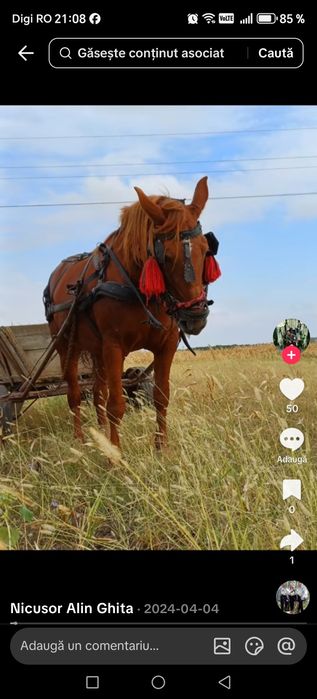 Vand iapa mare frumoasă sau cârlan metis frizian!