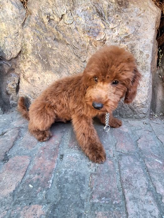 Pudel/caniche mascul