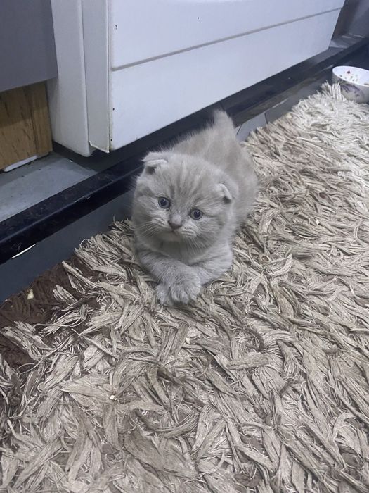 продажа котят шатландской пароды