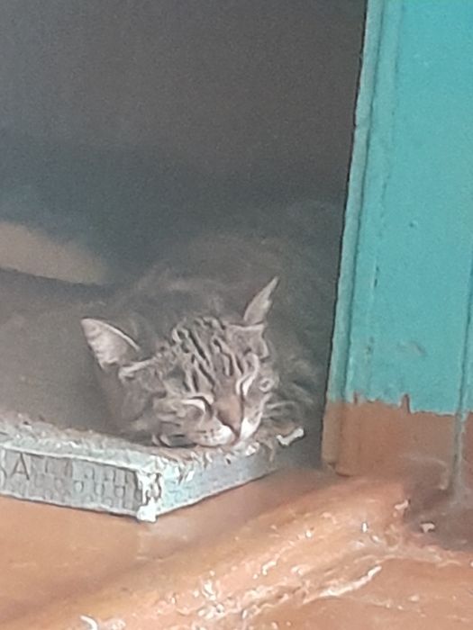 Отдам кошечку в добрые руки