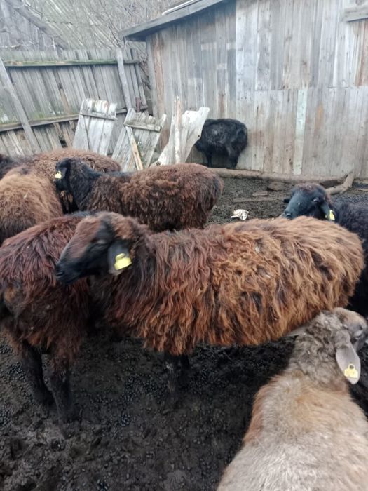 Тоқты қошқарлар бар