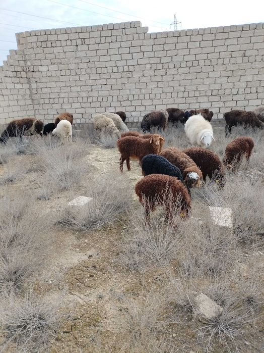 Козылар бар сатылады