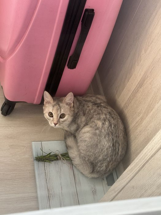 Кошка породистый