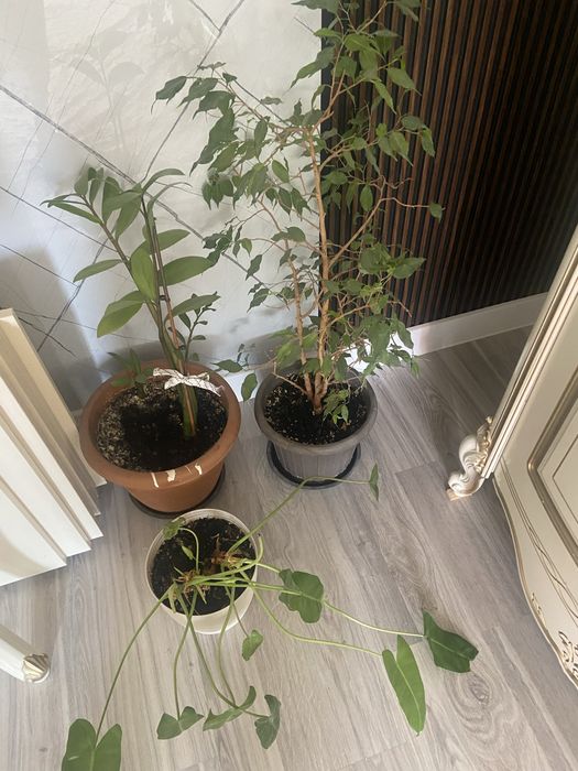 Продам цветы недорого