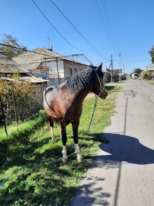 Лошадь, молодой скакун, 3 года
