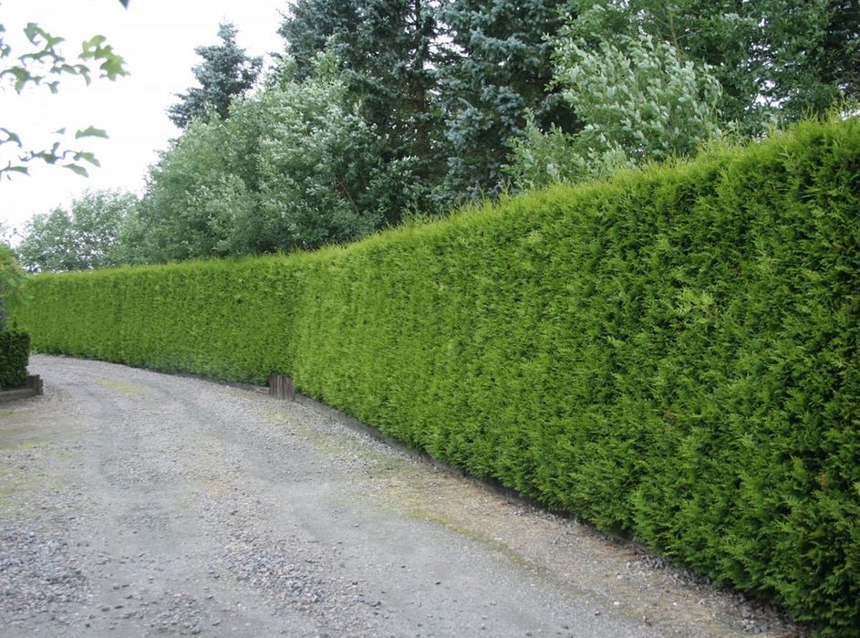 Tuya archa koʻchatlari