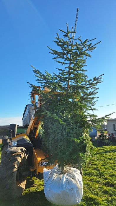 Иглолистни видове