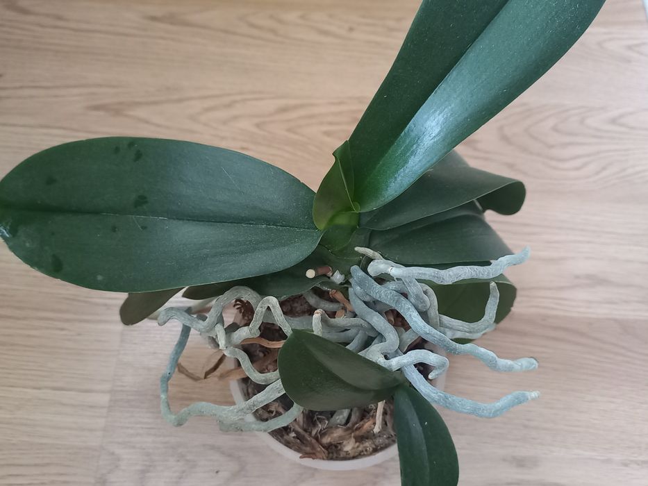 Продам орхидеи(Голландия, Азия)