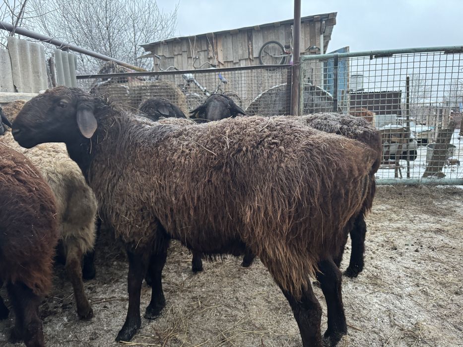 Қошқар баран овцы