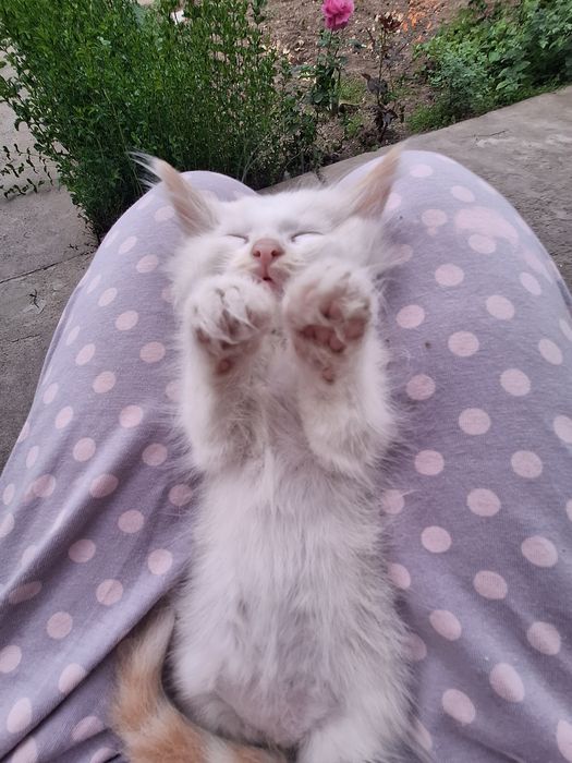 Котёнок мальчик сиамский