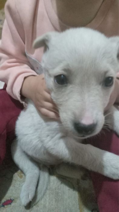 Маленькие щенки.