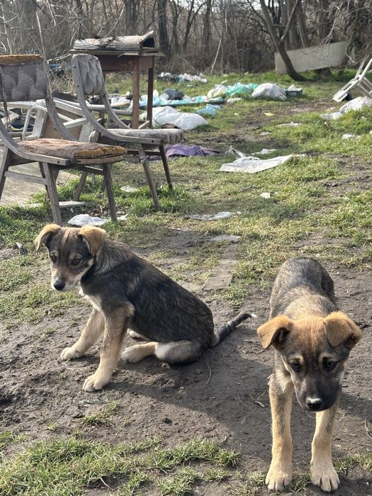 Кученца малка порода