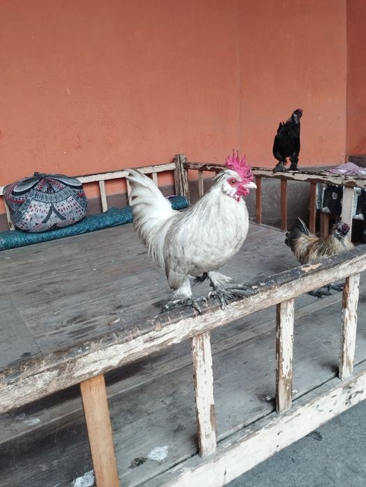 Yaponcha xoʻroz quyonpat