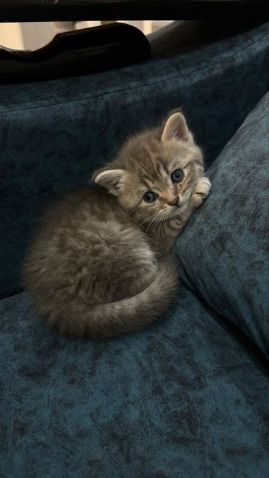 Продам котенка британца