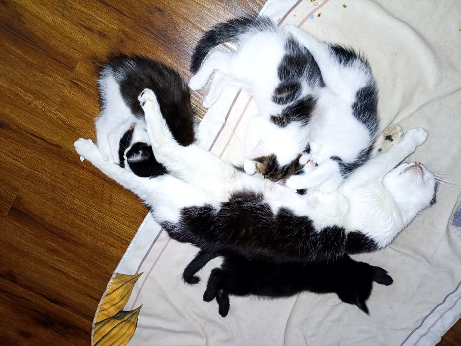 Kotyata, Mushuk котята мушук