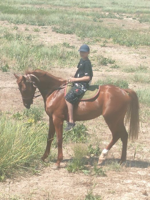 Жеребец на случной сезон Костанайский верховой упряжной породы!