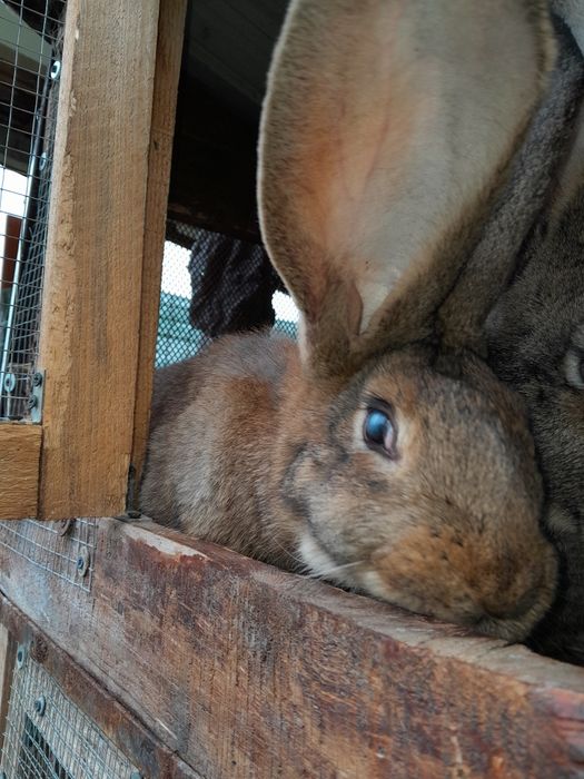 Vindem iepuri urias german, femele si masculi.
