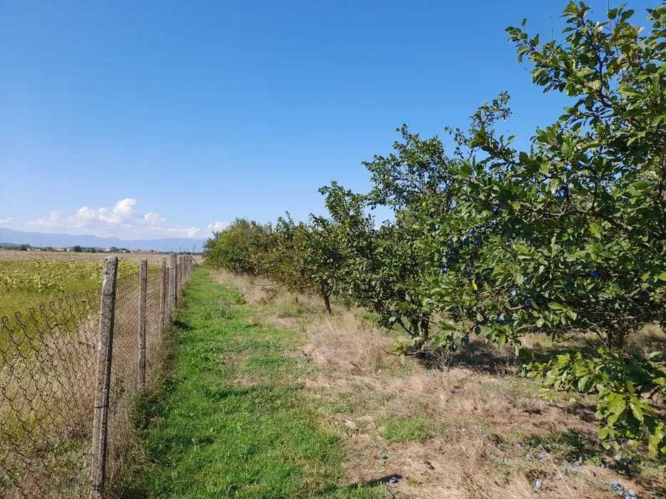 Продава се Парцел в Първомай - 3800 кв.м за 11 €/кв.м - Снимка #1