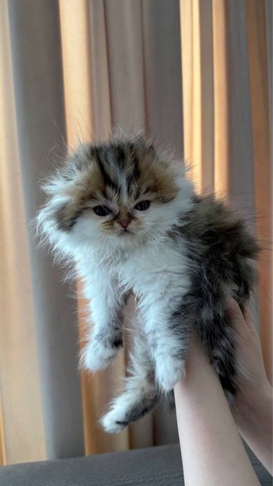 Продаётся породистый котёнок (мальчик)