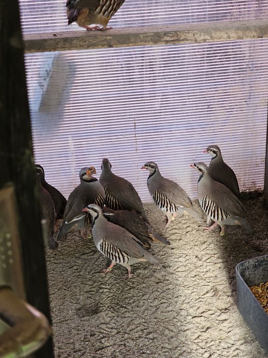 Vand Pauni An I II III IV V VI(fazani comuni ,Pe rosu,Pe galben,Regali