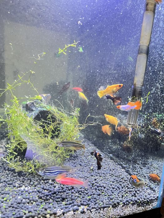 чорнийе Малинези гуппи и други