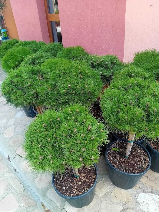 Plante ornamentale gard viu tuia pepiniera spirale inalte