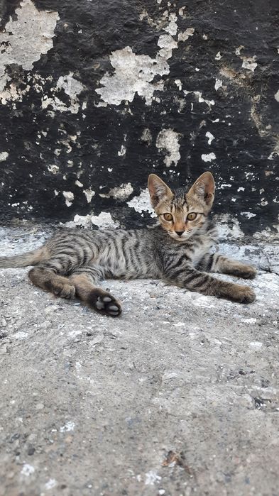 Марғаулар, котёнок, котята, мысық