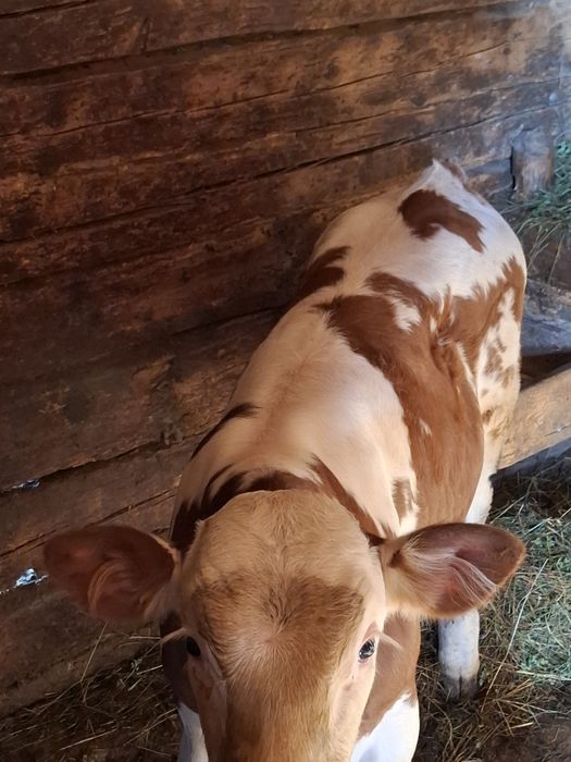 Vând vițel 2 luni