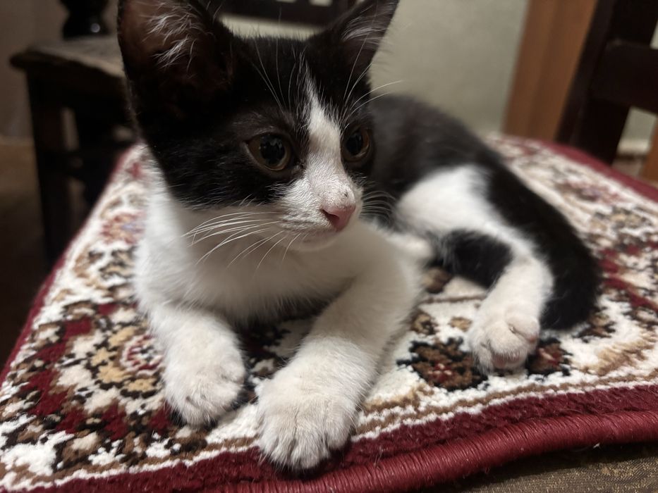 Отдам бесплатно котенка мальчика