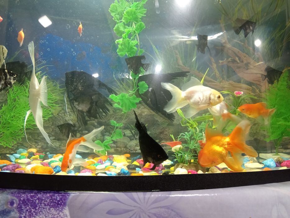 Скалария баликлар